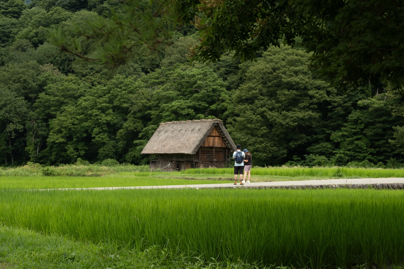 稻田中的合掌造小屋